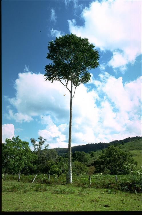 Polyscias murrayi Polyscias murrayi Images Useful Tropical Plants