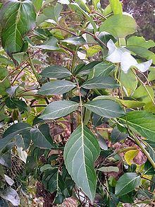 Polyscias sambucifolia httpsuploadwikimediaorgwikipediacommonsthu
