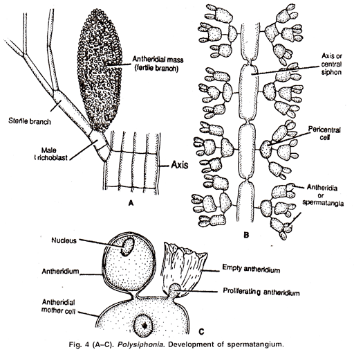 Polysiphonia Polysiphonia Occurrence Thallus Structure and Reproduction