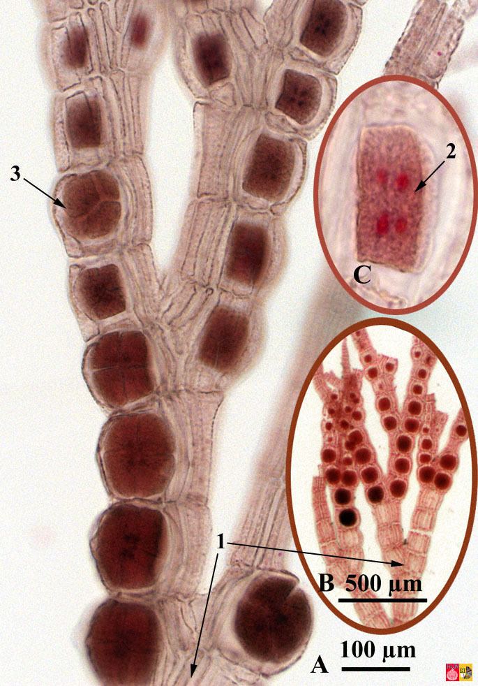 Polysiphonia Life cycle of Polysiphonia Rhodophyta Red algae