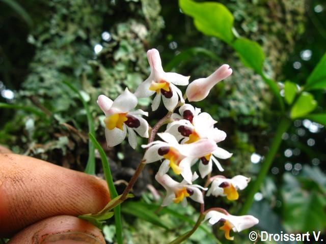Polystachya Orchids from Central Africa Species pictures Orchidaceae