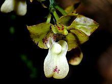 Polystachya maculata httpsuploadwikimediaorgwikipediacommonsthu