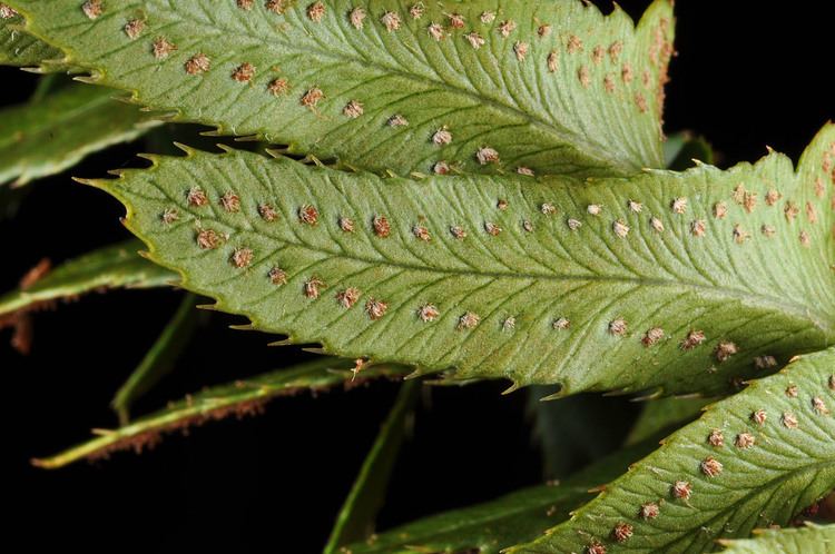 Polystichum imbricans Polystichum imbricans