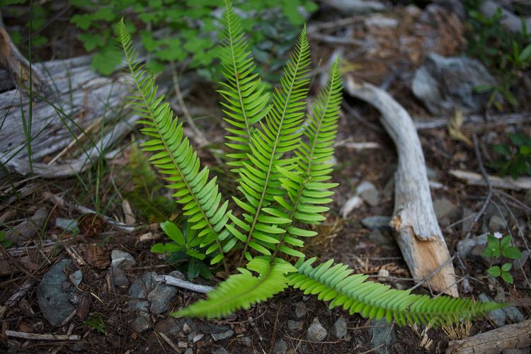 Polystichum imbricans Polystichum imbricans ssp imbricans Narrowleaved Sword F Flickr