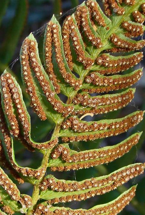 Polystichum imbricans Narrow Leaved Sword Fern Polystichum imbricans