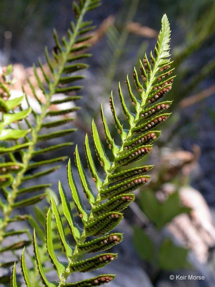 Polystichum imbricans CalPhotos Polystichum imbricans ssp imbricans