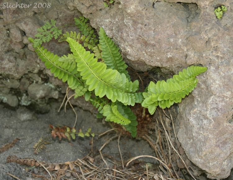 Polystichum imbricans leaved Swordfern Imbricate Sword Fern Polystichum imbricans ssp