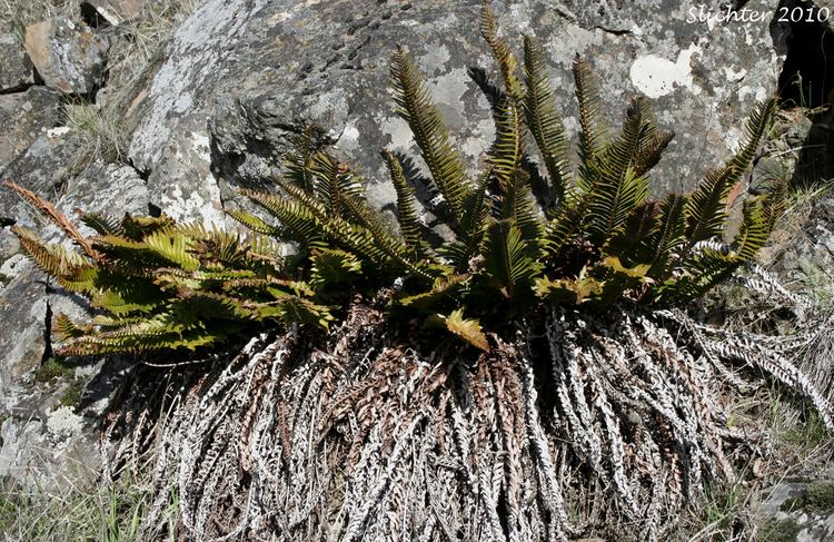 Polystichum imbricans leaved Swordfern Imbricate Sword Fern Polystichum imbricans ssp