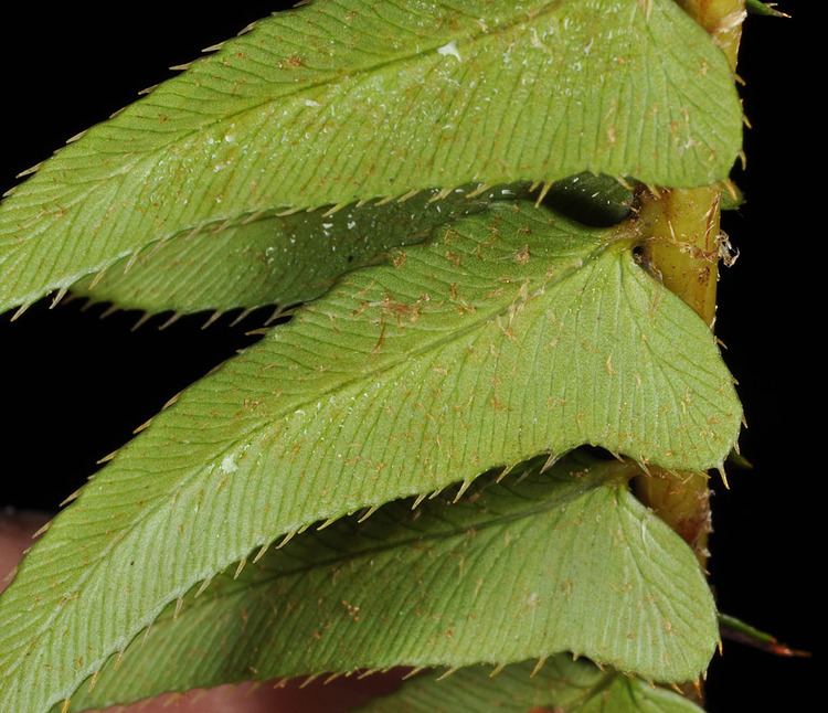 Polystichum imbricans Polystichum imbricans