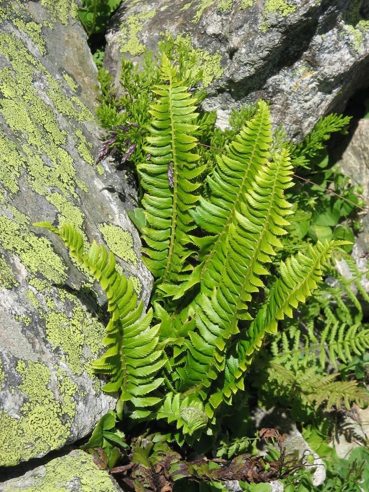 Polystichum lonchitis Polystichum lonchitis details Forestventurecom