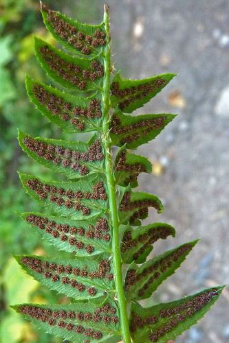 Polystichum lonchitis Southwest Colorado Wildflowers Polystichum lonchitis