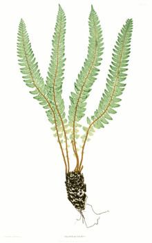 Polystichum lonchitis httpsuploadwikimediaorgwikipediacommonsthu