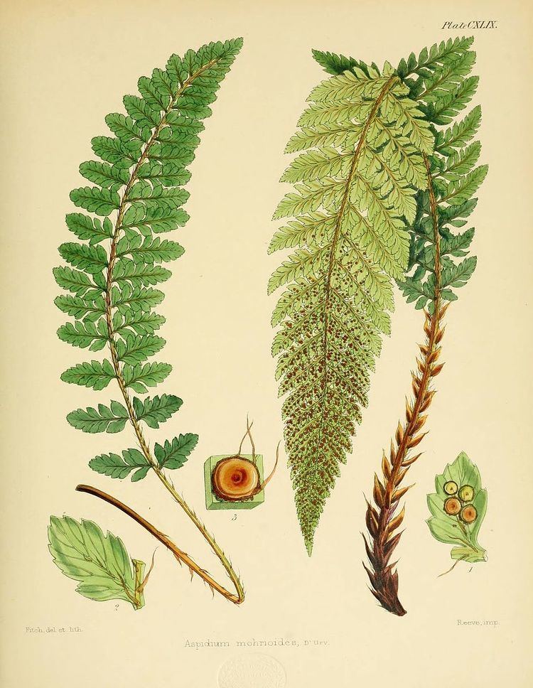 Polystichum mohrioides