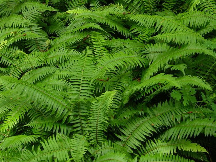 Polystichum munitum The Wild Garden Hansen39s Northwest Native Plant Database