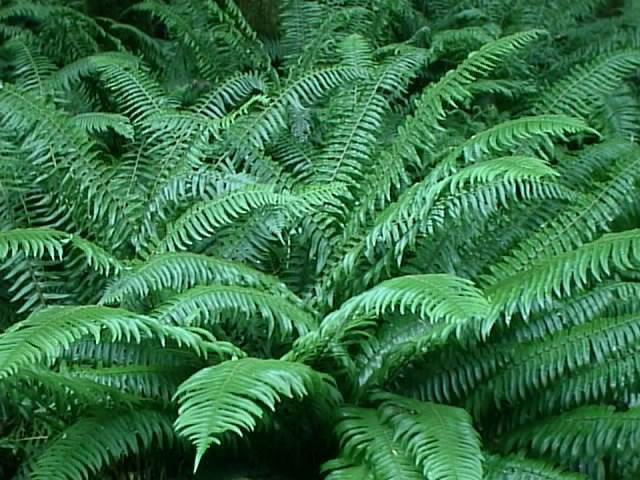 Polystichum munitum Hardy Ferns How to Grow and Care for Hardy Fern Plants Garden