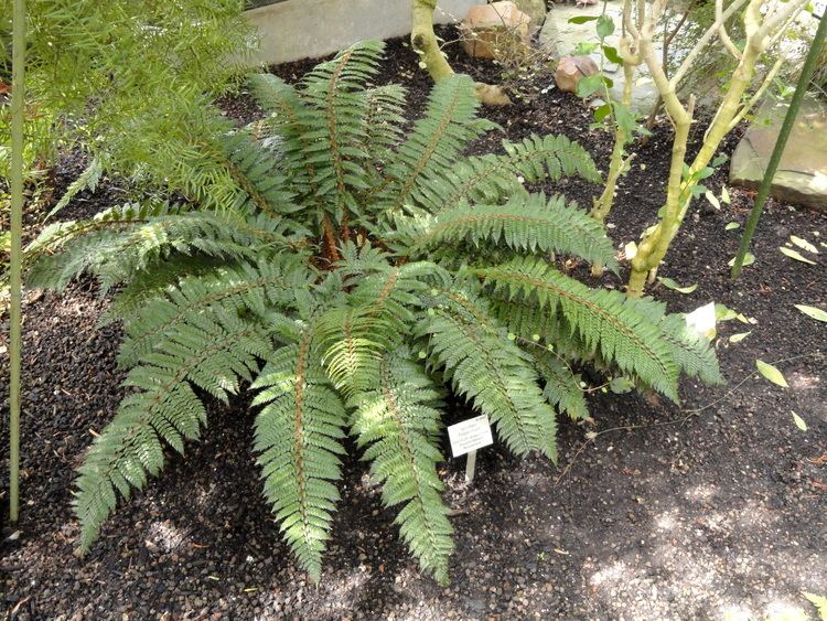 Polystichum vestitum FilePolystichum vestitum Palmengarten Frankfurt DSC01905JPG