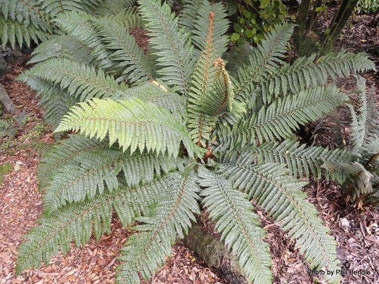 Polystichum vestitum ketenewplymouthpeoplesnetworknzinfoimagefiles