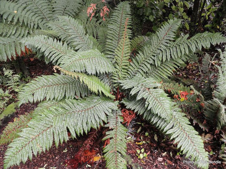 Polystichum vestitum Polystichum vestitum Prickly Shield Fern Friends of Te Henui