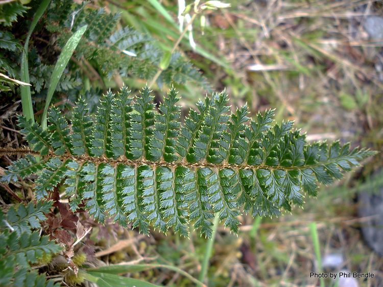 Polystichum vestitum TERRAIN Taranaki Educational Resource Research Analysis