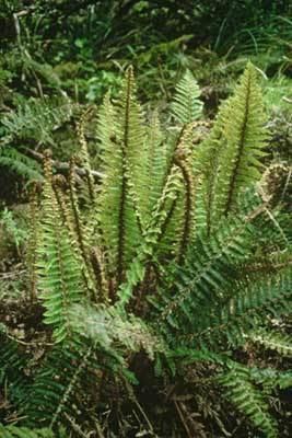 Polystichum vestitum Polystichum vestitum New Zealand Plant Conservation Network