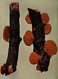 Polystictus (fungus) httpsuploadwikimediaorgwikipediacommonsthu