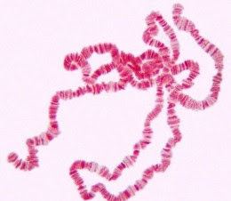 Polytene chromosome Polytene Chromosomes Giant Chromosomes Biology Exams 4 U