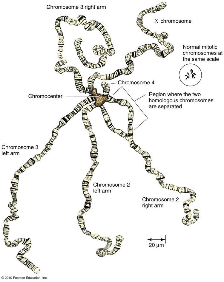 Polytene chromosome httpswwwmuncabiologyscarriGen31601Figur