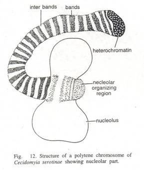 Polytene chromosome Kinds of Chromosomes Lampbrush Polytene and Supernumerary