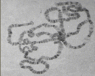 Polytene chromosome Polytene Chromosomes