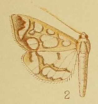 Polythlipta camptozona