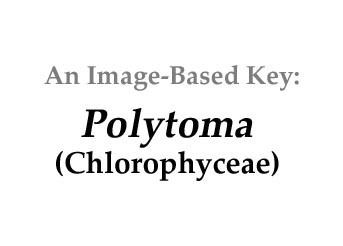 Polytoma Phycokey Polytoma