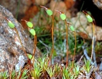 Polytrichaceae Key to Tasmanian Dicots