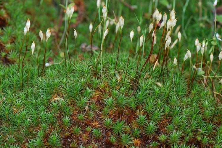 Polytrichum California Moss eFlora key to Polytrichum