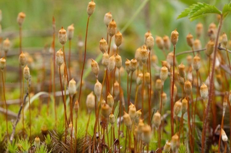 Polytrichum commune mossPolytrichum commune Ohio Moss and Lichen Association