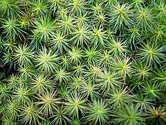 Polytrichum juniperinum httpsuploadwikimediaorgwikipediacommonsthu