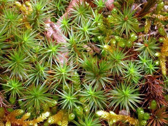 Polytrichum juniperinum Polytrichum juniperinum