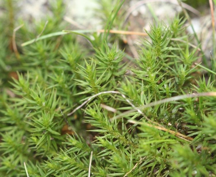 Polytrichum juniperinum Juniper Haircap Polytrichum juniperinum NatureSpot