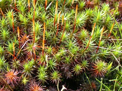 Polytrichum juniperinum Polytrichum juniperinum Hedw Introduction to Bryophytes