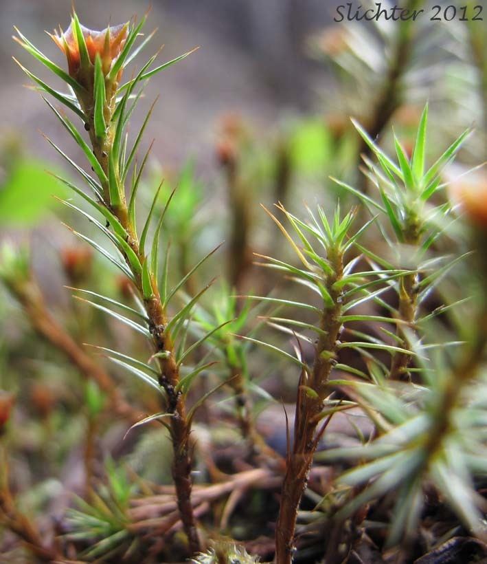 Polytrichum juniperinum Juniper Moss Juniper Polytrichum Moss Polytrichum juniperinum