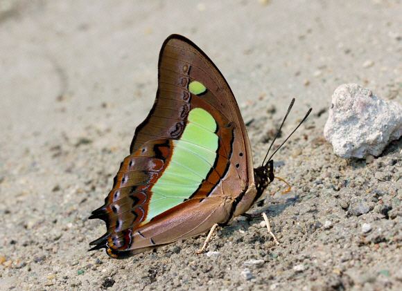 Polyura Butterflies of India Polyura athamas