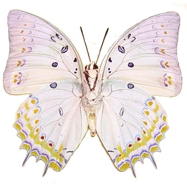 Polyura delphis Butterfly Polyura delphis concha Jewel Nawab Real Butterfly