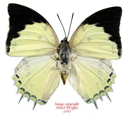 Polyura delphis Insect Designs Butterflies and Moths Nymphalidae Polyura
