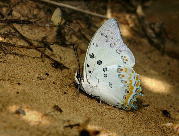 Polyura delphis Butterflies of Malaysia Polyura delphis