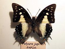 Polyura jupiter httpsuploadwikimediaorgwikipediacommonsthu