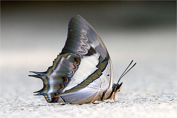 Polyura schreiber The dragonhead caterpillar becomes the Blue Nawab Butterfly