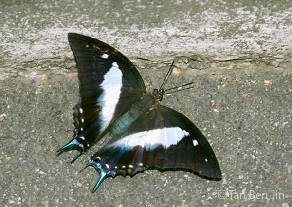 Polyura schreiber Butterflies of Singapore Life History of the Blue Nawab