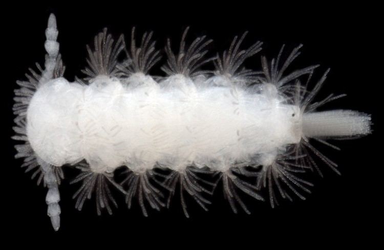 Polyxenida Lophoproctidae sp B01 troglofauna millipede Bennelongia Bennelongia