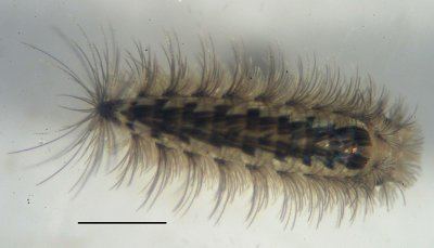 Polyxenida Tasmanian Multipedes Polyxenida