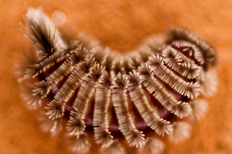 Polyxenus lagurus FileBristly Millipede Polyxenus lagurusjpg Wikimedia Commons