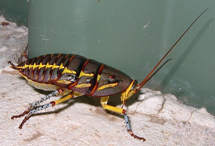 Polyzosteria Esperance Fauna Polyzosteria mitchelli Mardi Gras Cockroach